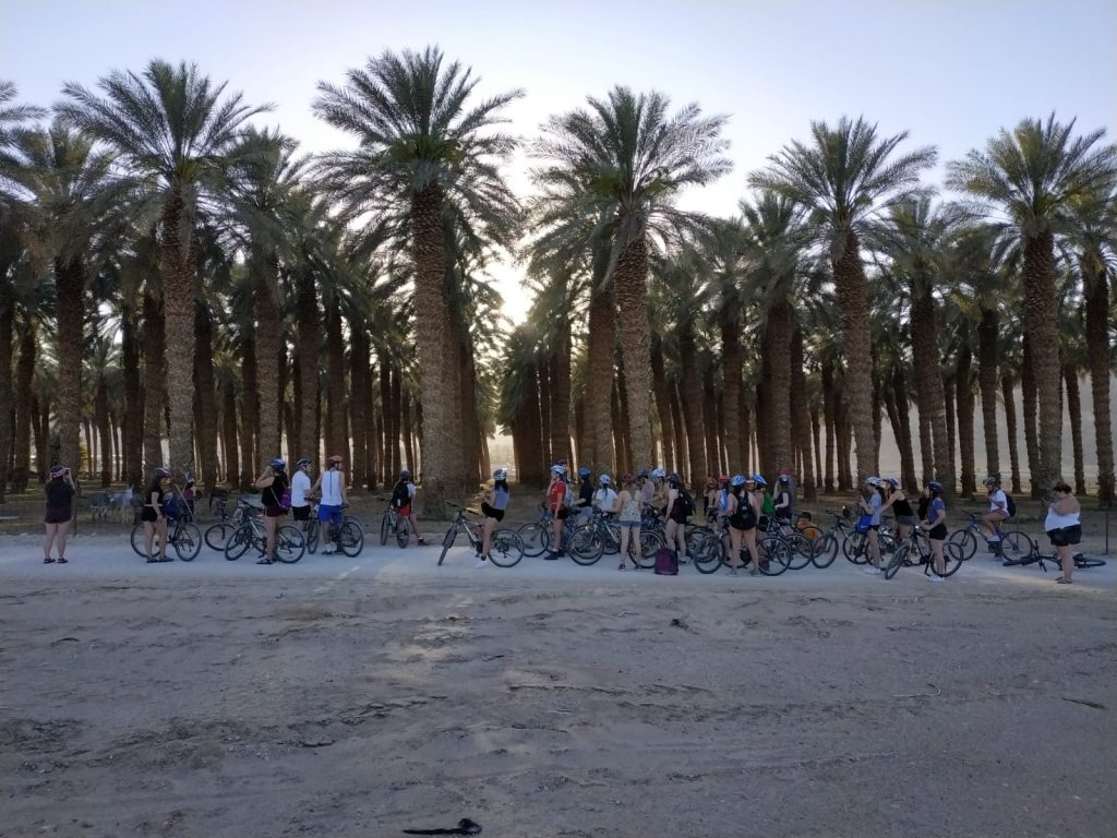 רוכבי אופניים ליד מטע תמרים
